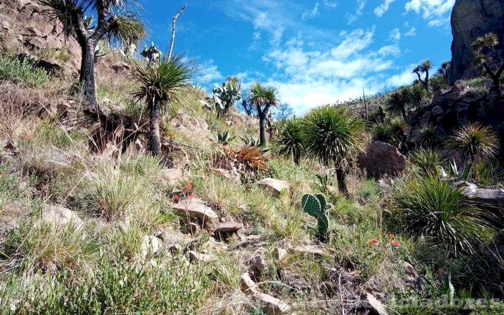 La adaptación de la flora y fauna al matorral