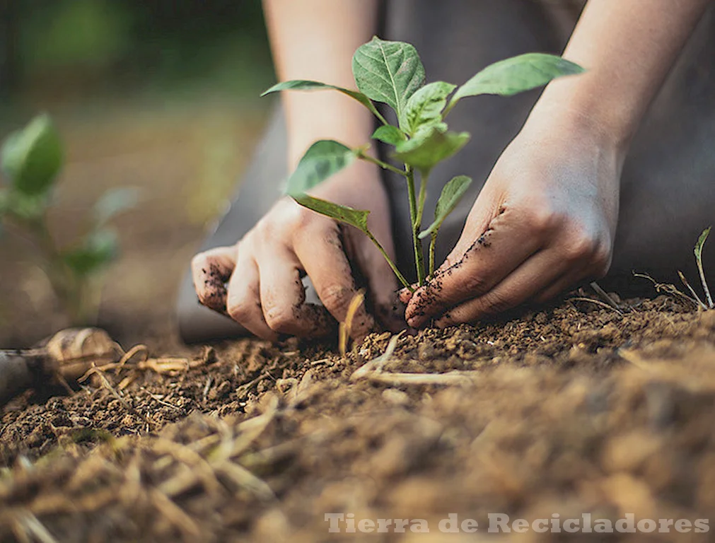 Un futuro más verde, igualitario y pacífico