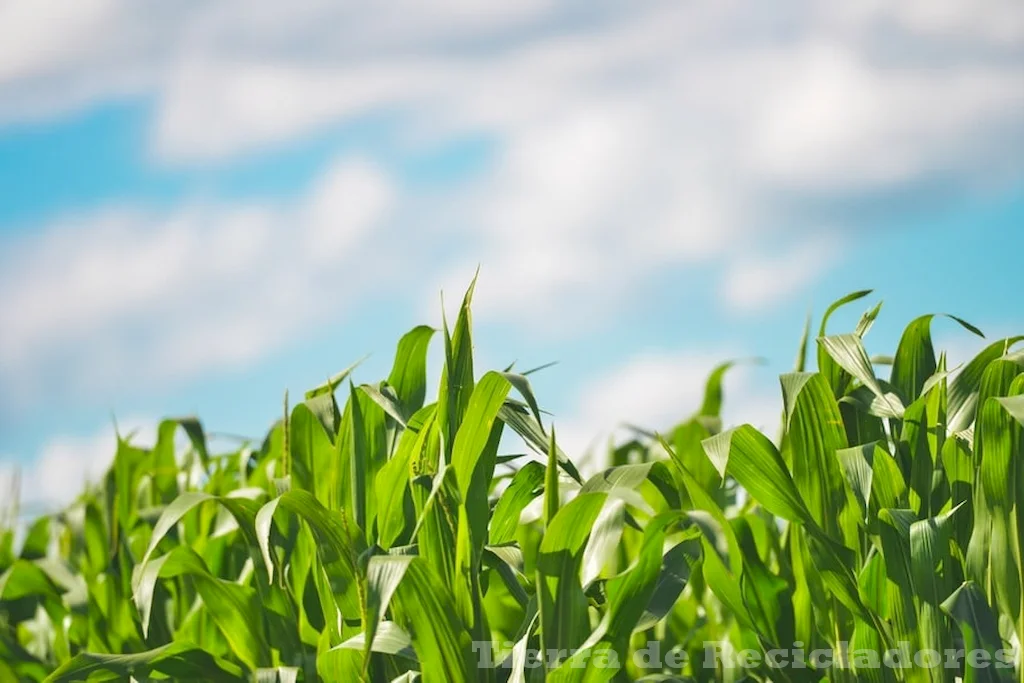 La agroecología es clave para proteger nuestro planeta