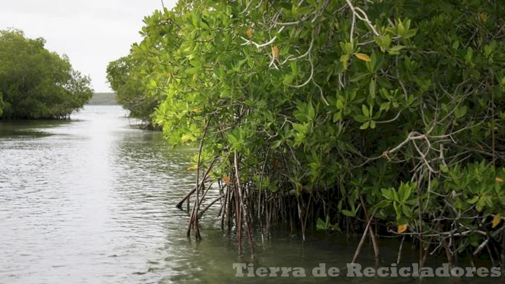 Ecosistemas y hábitats en transición