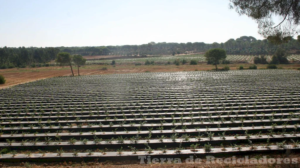 Peligros para los ecosistemas sobrepesca y deforestación