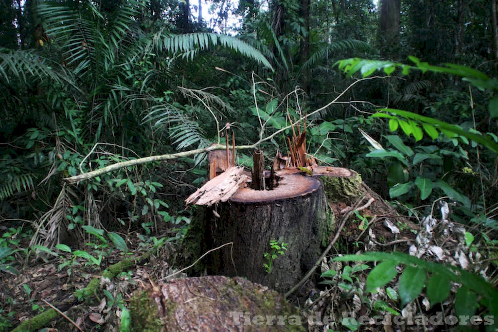 La caza y la deforestación son graves amenazas para la supervivencia