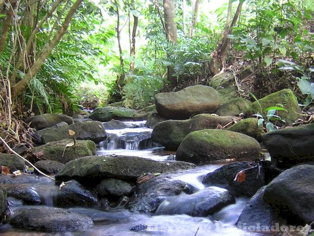 El bosque atlántico lucha por sobrevivir