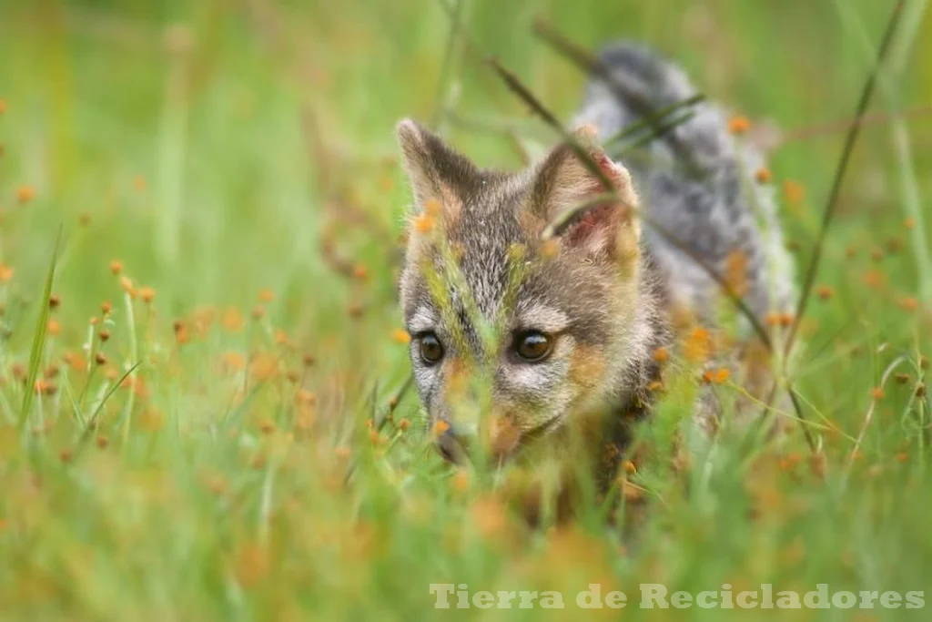 Especies silvestres del ecosistema