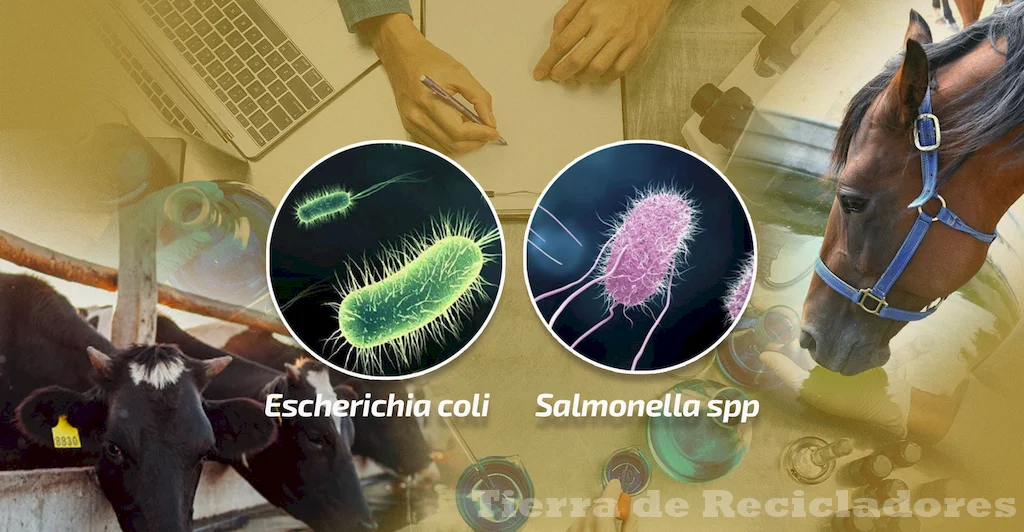 Entendiendo las bacterias coliformes en el medio ambiente