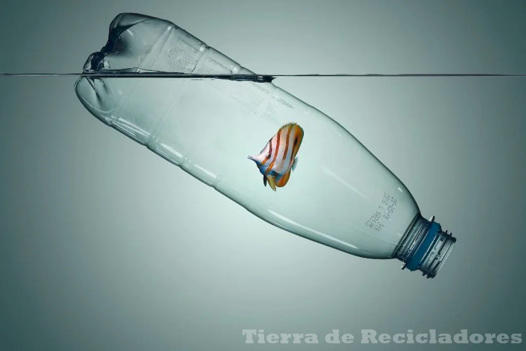 El reciclaje de botellas reduce costos y ayuda al medio ambiente