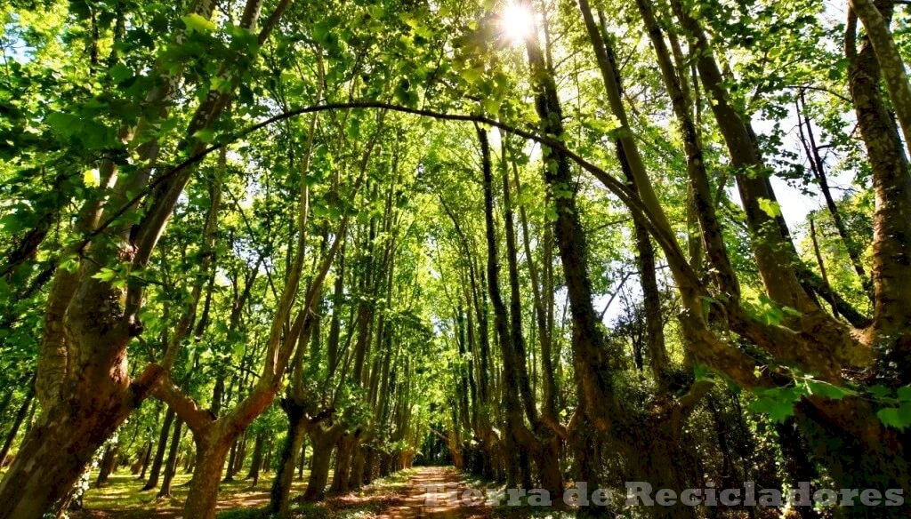 La protección del medio ambiente