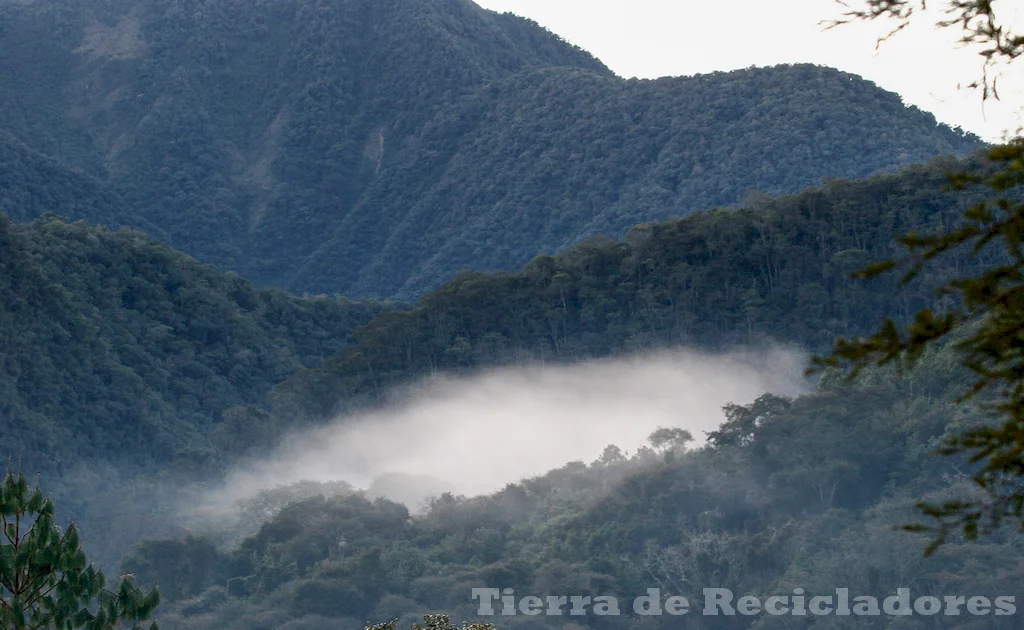 La biodiversidad en las selvas secas