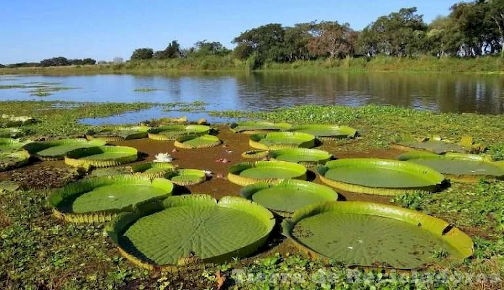 La biodiversidad en humedales plantas y animales