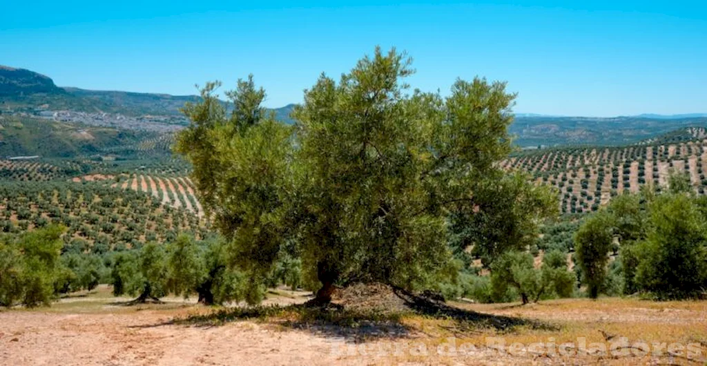 Ecosistema del clima templado mediterráneo