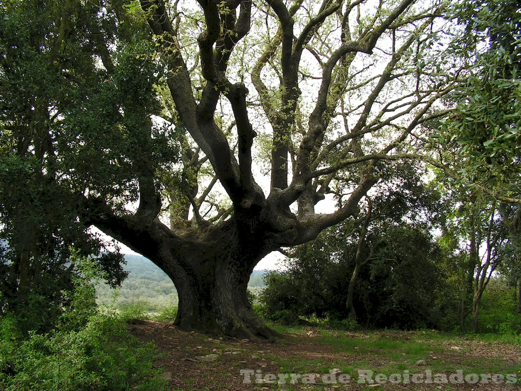 Ecosistemas terrestres naturales