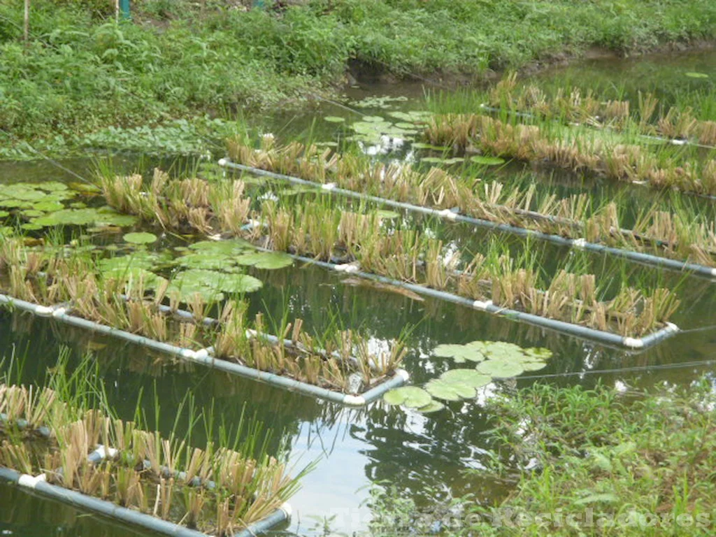 La biología y la química unidas en la limpieza del medio ambiente