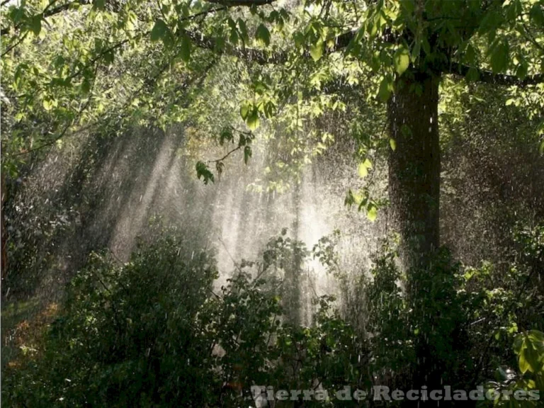 Conoce y conserva el Bosque Atlántico