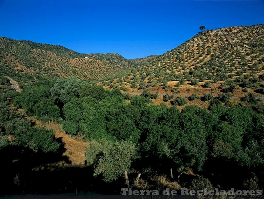 Explorando el Bosque Mediterráneo Conocimiento y Diversidad