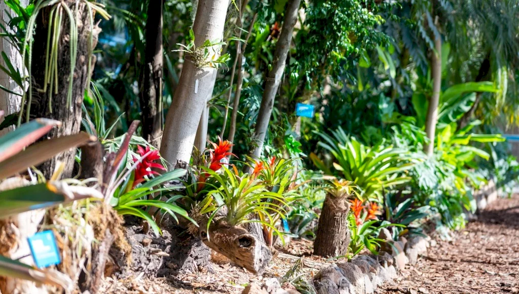 Conocimientos esenciales sobre el bosque templado