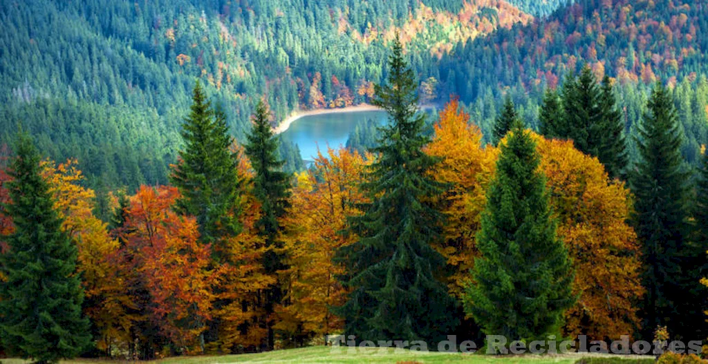 Ecosistemas forestales y beneficios de los bosques de coníferas