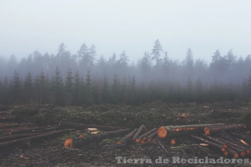 La protección de los bosques