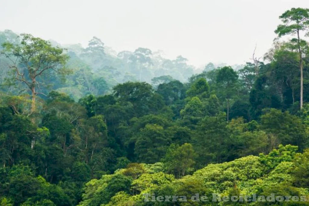 Ecosistemas subtropicales