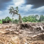 El cambio climático tiene consecuencias devastadoras para el planeta