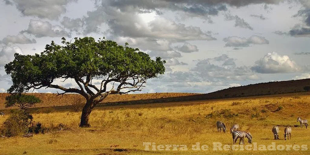 Ecosistemas con características únicas climáticas y edáficas