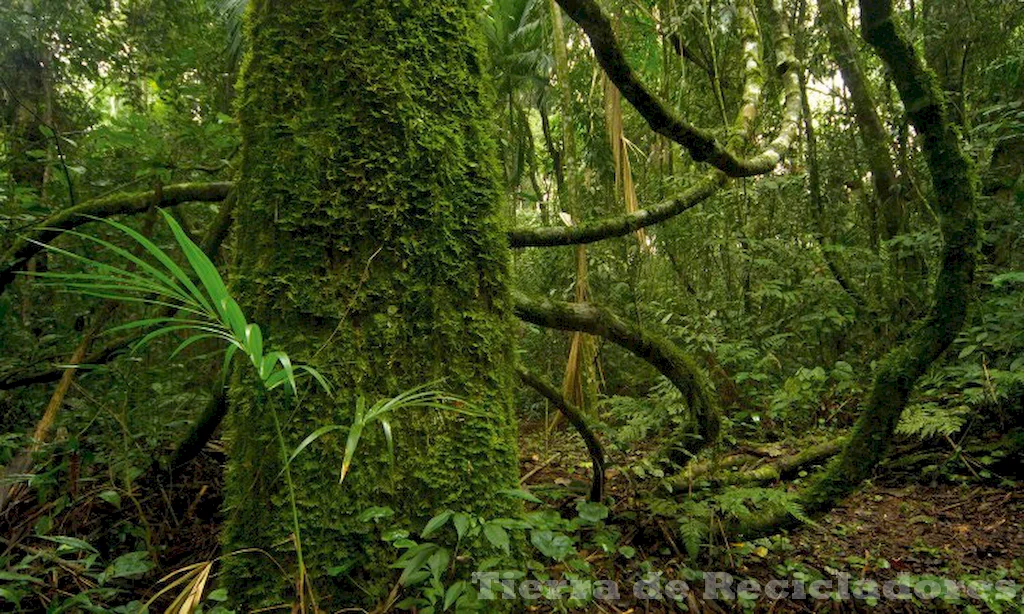 Características climáticas, de suelo y vegetal