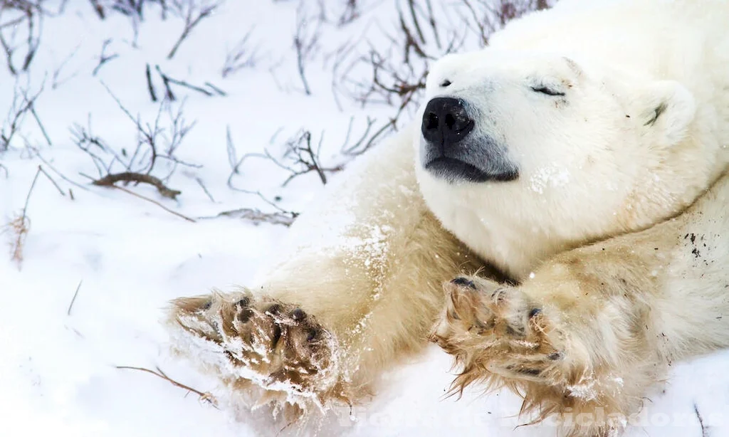 Conocer las características del clima polar