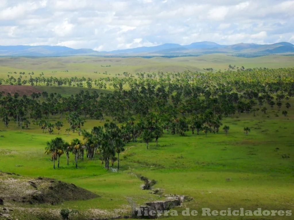 La sabana de palmeras se caracteriza por su humedad tropical