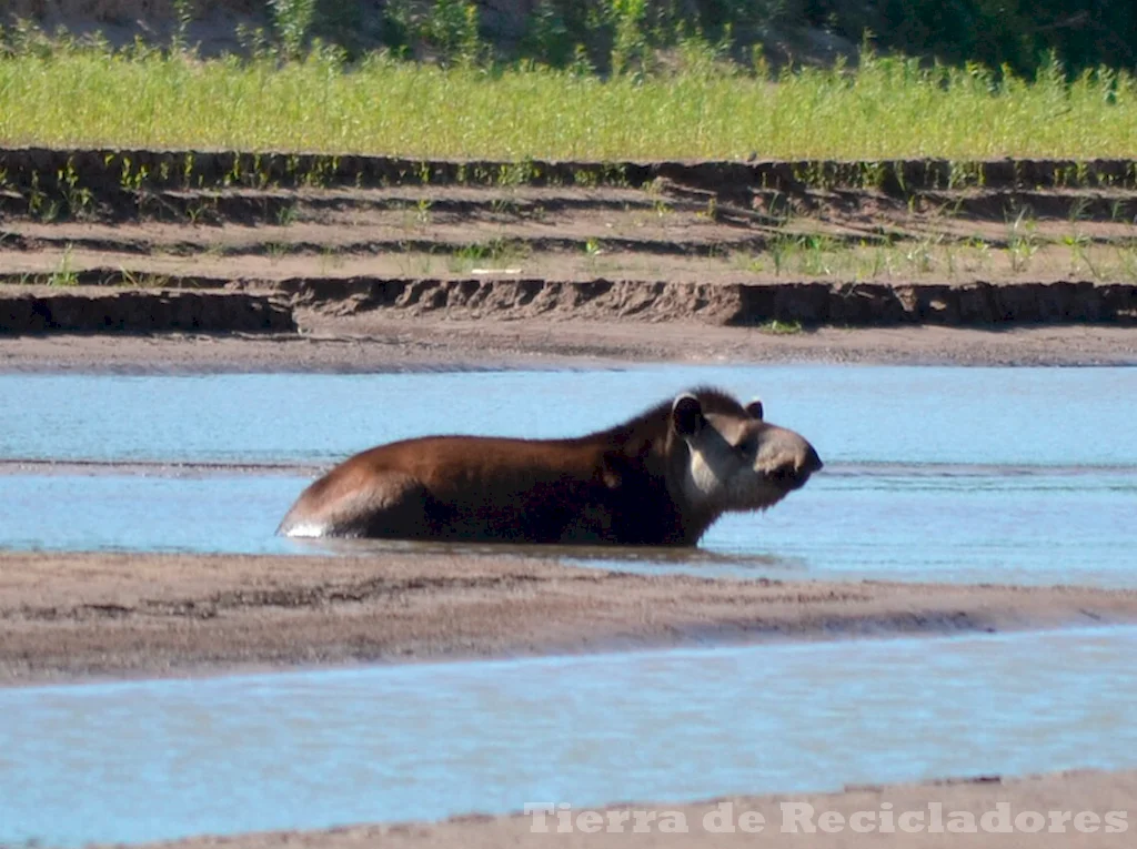 Los humedales son el refugio para especies autóctonas