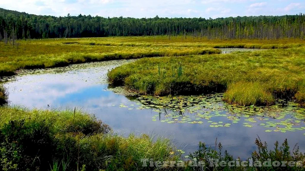 El ecosistema manglar es diverso y rico en vida