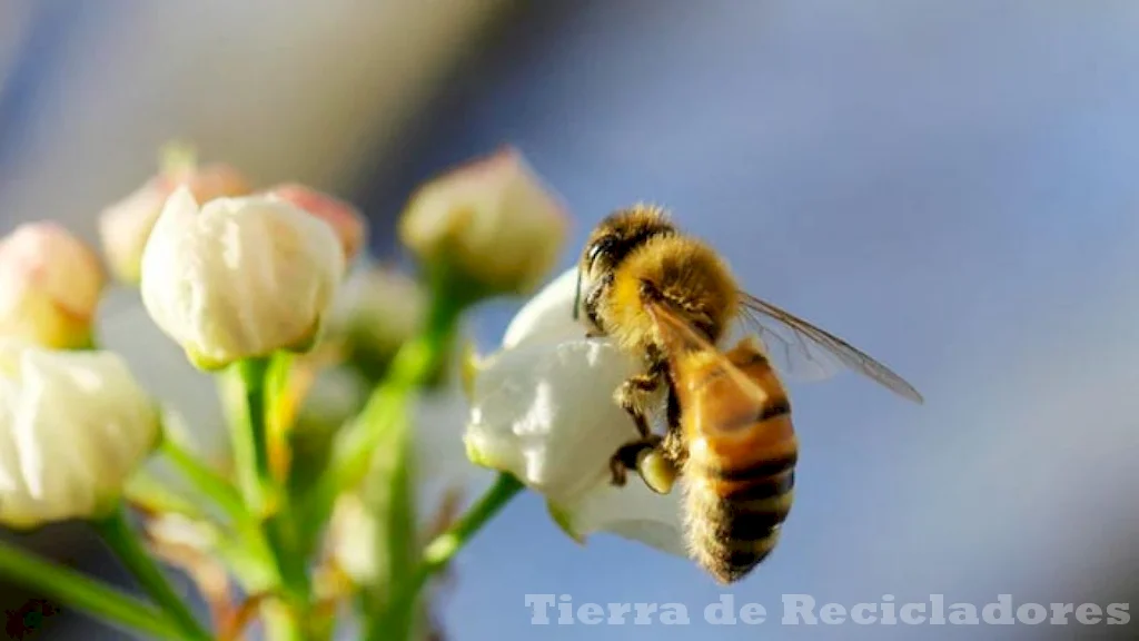 Ecosistemas únicos características