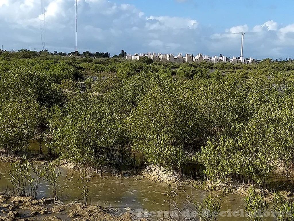 Conservación efectiva de humedales