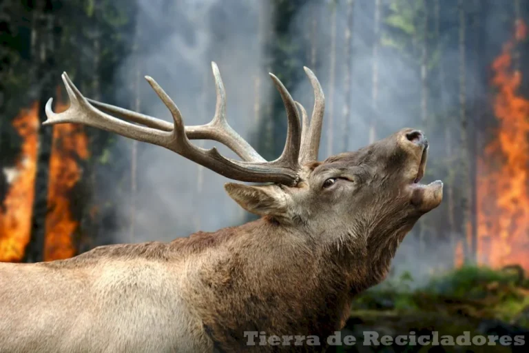 La pérdida de biodiversidad se debe a factores como