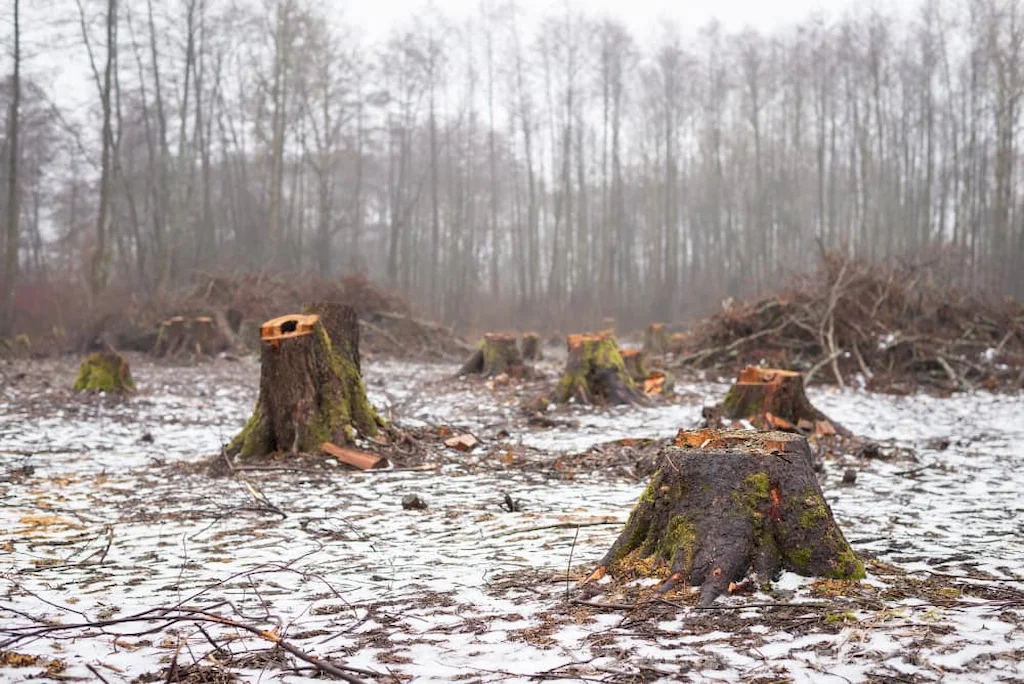 La pérdida de biodiversidad y el cambio climático