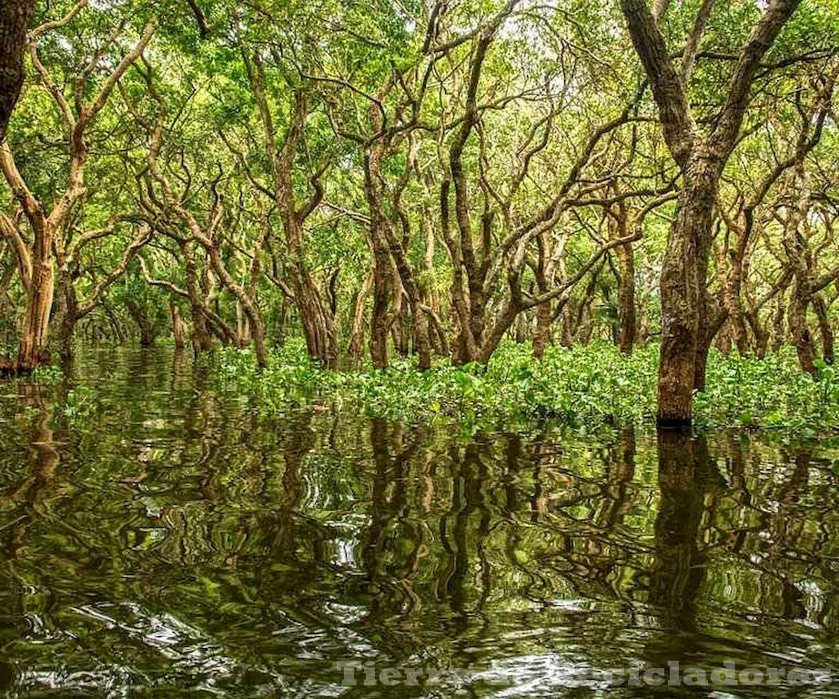 Clasificamos y categorizamos los biomas y ecosistemas