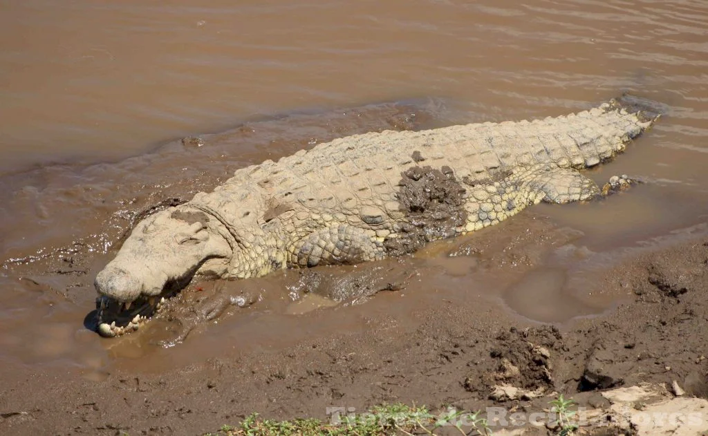 Vida silvestre en los ríos