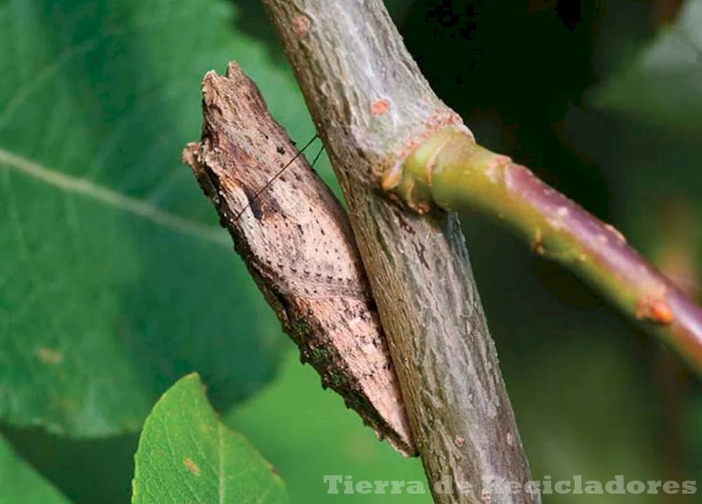 La coevolución permite la supervivencia mutua