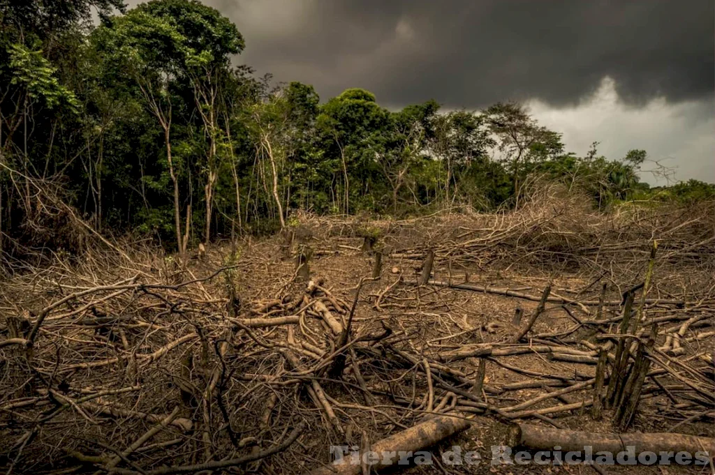 La interconexión entre vida y medio ambiente