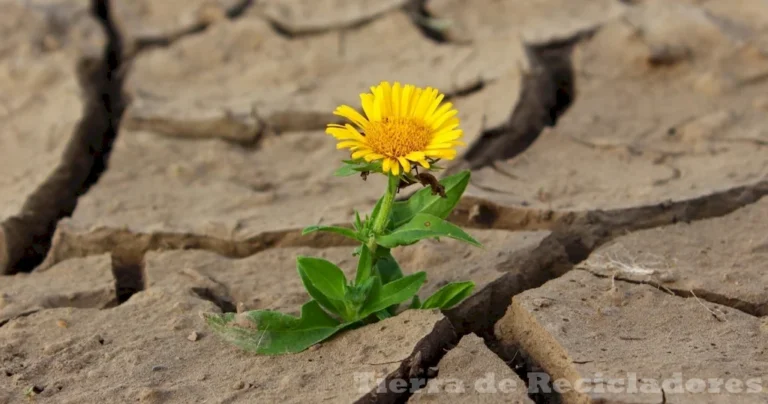 Ecosistemas saludables dependen de seres vivos y no vivos