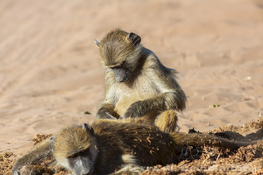 La vida salvaje en la selva alta