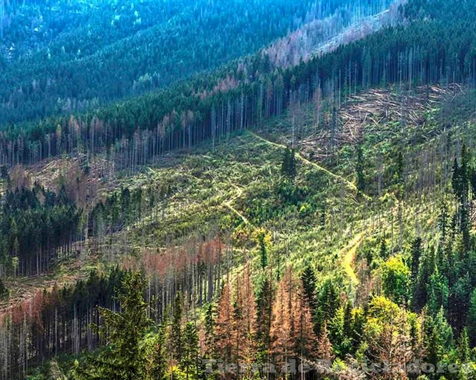 La deforestación está devastando nuestro planeta