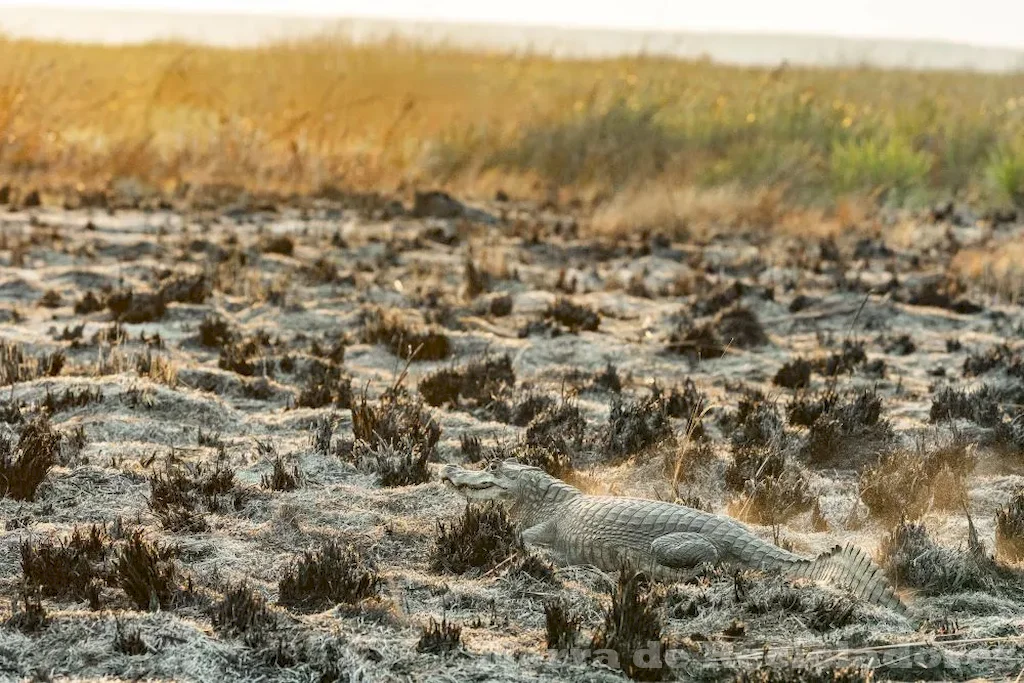 La conservación y protección de los ecosistemas