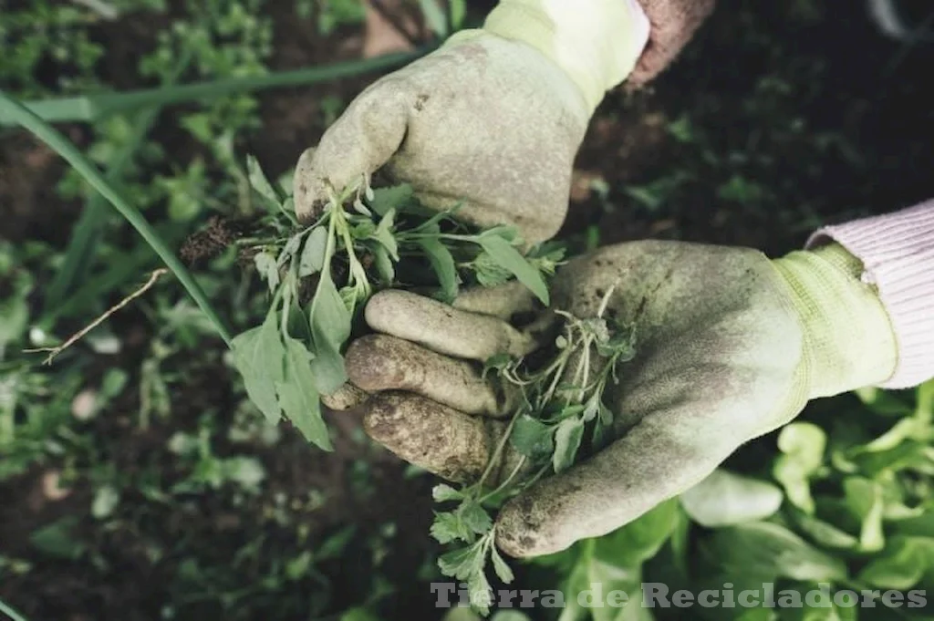 Plantas resistentes a la sal