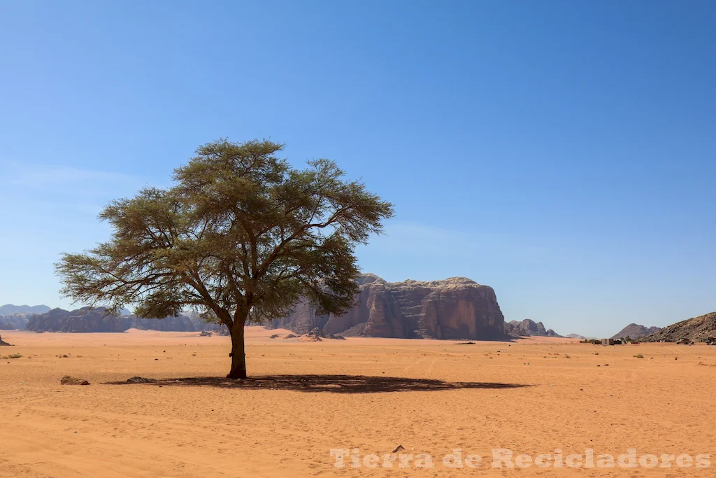 La vida en los desiertos se adapta a condiciones extremas