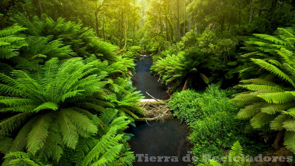 Diferenciando Bosque y Selva