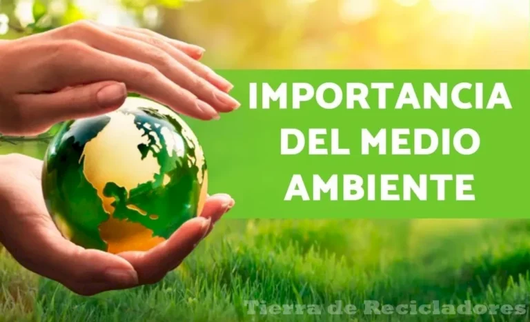 Conocer las diferencias entre Ecología y Medio Ambiente es fundamental para proteger nuestro planeta