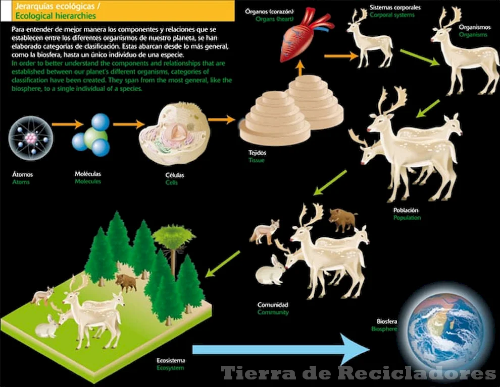 Diversas ecosistemas en la Tierra