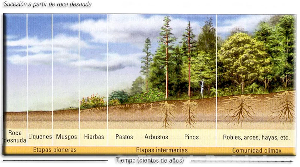 El equilibrio ecológico entre la vida salvaje y el ser humano