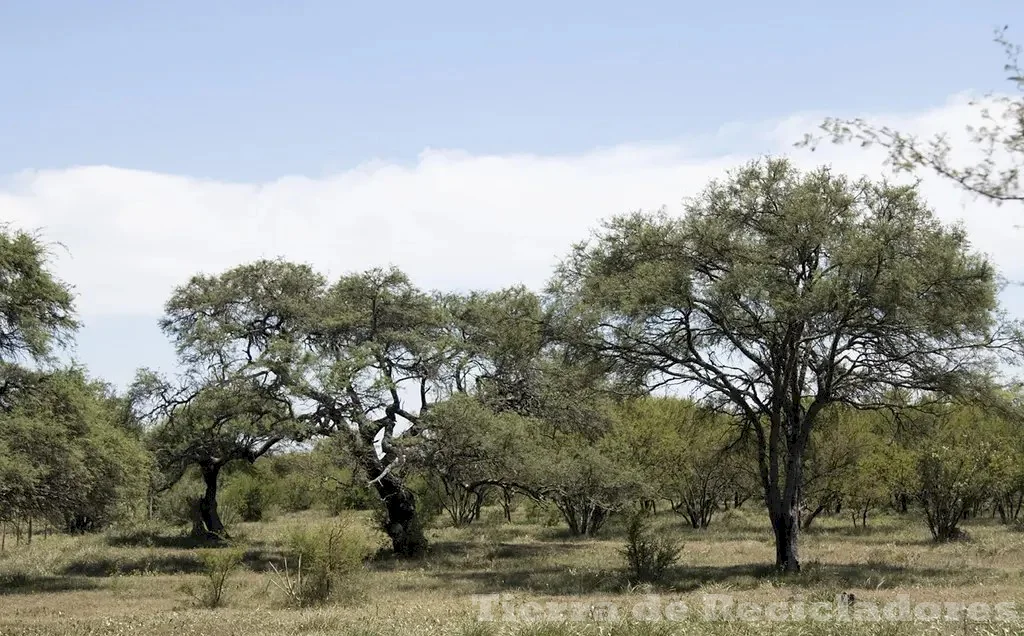 Ecosistemas terrestres sabanas, bosques y desiertos