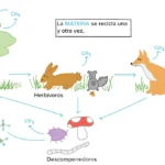 El ecosistema aéreo y su importancia en la conservación del medio ambiente