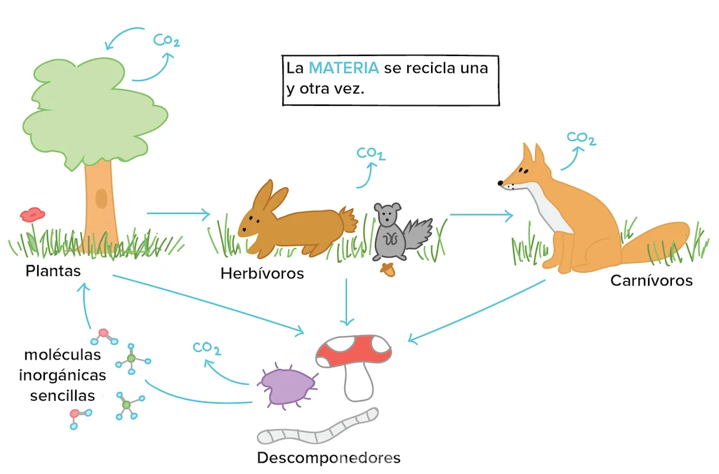 El ecosistema aéreo y su importancia en la conservación del medio ambiente